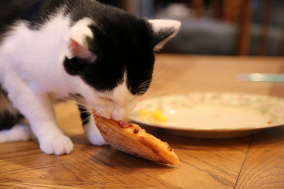 Oreo Eating Pizza